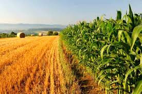 Bonus investimenti Mezzogiorno 2023 per il settore agricolo - CIM ad hoc