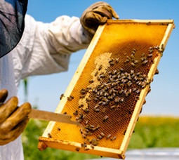 Apicoltura e Politica Agricola Comune: le nuove regole operative dopo la revisione del decreto ministeriale