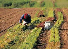 Proroga per le Polizze Agricole 2025: Nuove Scadenze e Aggiornamenti per le Colture Permanenti