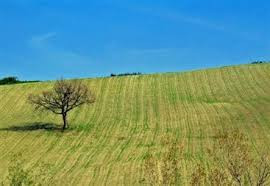Modello Redditi SP 2025: istruzioni operative per la gestione delle soglie di esenzione in ambito agricolo nei casi di società con un solo socio IAP